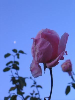 バラと月