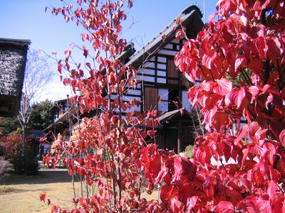 紅葉と甘草屋敷